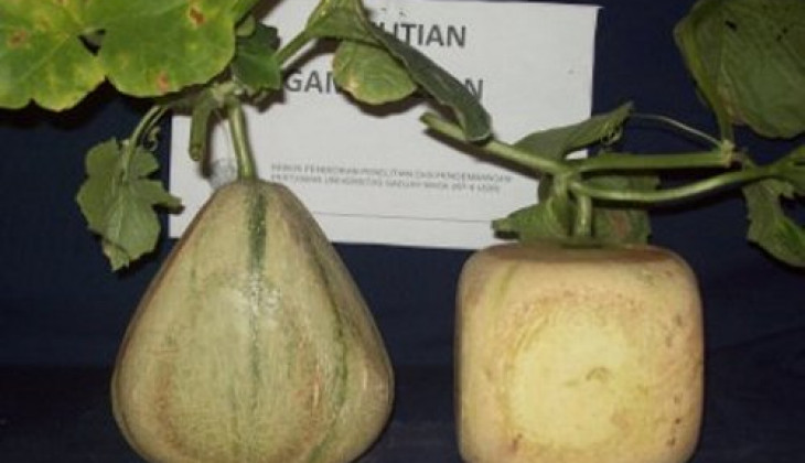 KP4 Kembangkan Melon Kotak, Segitiga, dan Buah Hati