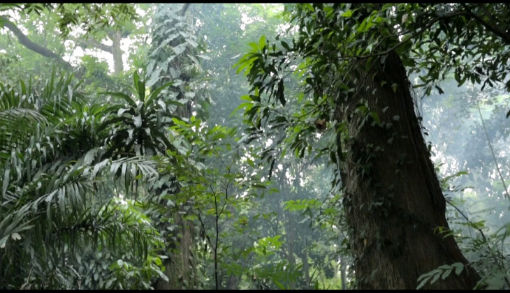 Harapan Pengelolaan Hutan untuk Masa Depan