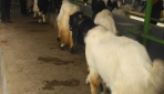 Fapet UGM-PPKDY Sinergi Kembangan Industri Kambing dan Domba