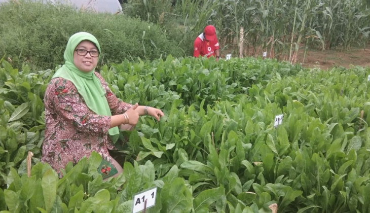 Fapet UGM Kembangkan Tanaman Pakan Chicory