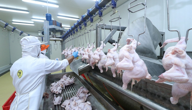 Harga Anjlok, UGM Desak Pemerintah Bantu Peternak Broiler
