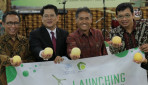 UGM Luncurkan Melon Baby Hikapel Seukuran Apel