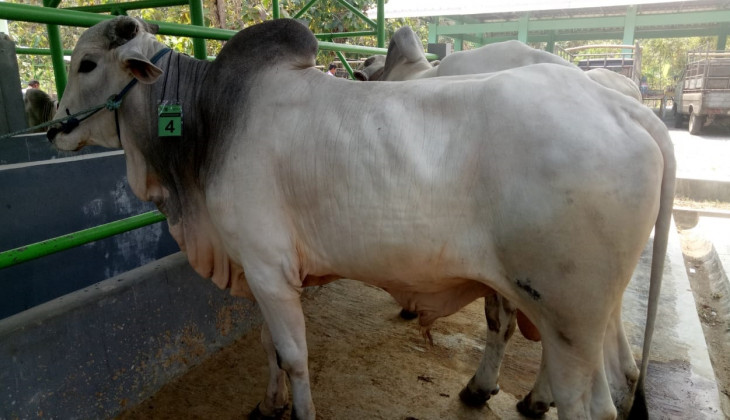 Fapet UGM Gelar Kontes Ternak Kambing PE dan Sapi Potong