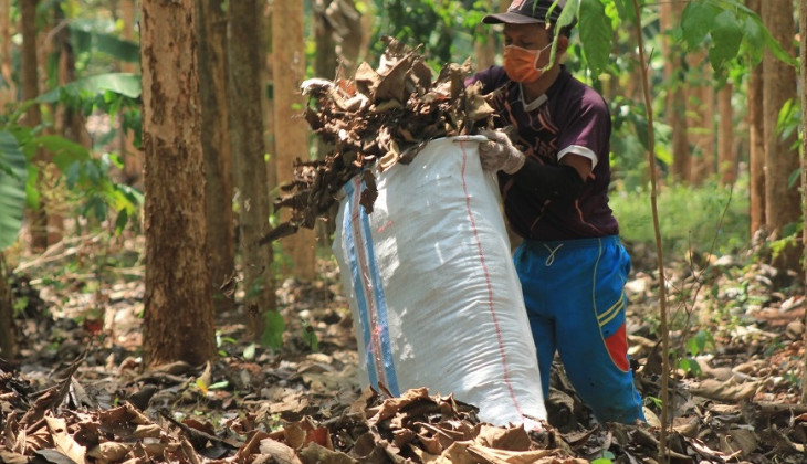 UGM Team Use Teak Leaves as Cattle Feeds