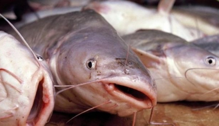 Proses Pemasakan Matikan Parasit Cacing pada Ikan