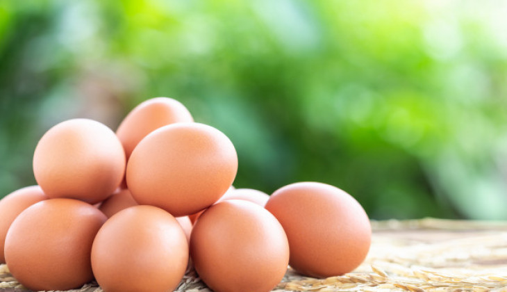 Ahli Gizi UGM: Tidak Ada Perbedaan Nilai Gizi Telur Ayam Fertil dengan Infertil