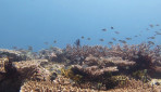 KKN UGM Kembangkan Wisata Biak 