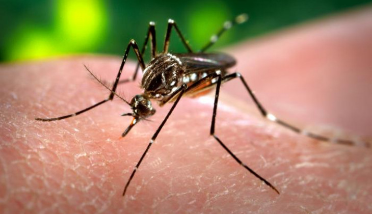 Teknologi Wolbachia, Inovasi UGM untuk Kemanusiaan