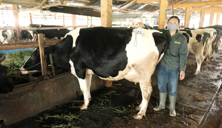 Fakultas Peternakan UGM Menyelenggarakan Kontes Sapi Perah Semi Virtual Pertama di Indonesia