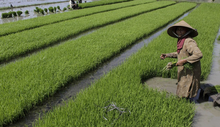 Strategi Membangkitkan Ketahanan Pangan Nasional Akibat Pandemi