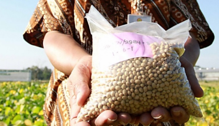 Pakar UGM : Produksi Kedelai Nasional Perlu Direvitalisasi