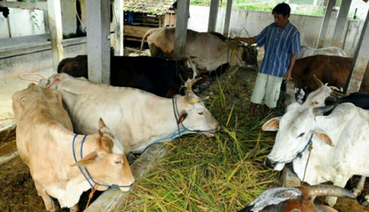 Peternak Sapi