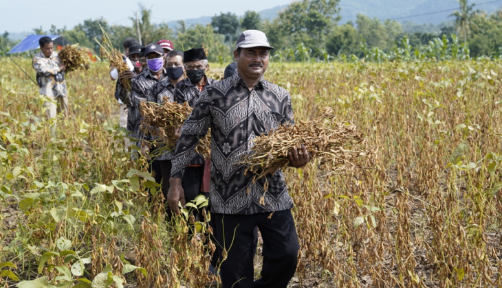 UGM Panen Kedelai Varietas Grobogan Program SAE Kedelai
