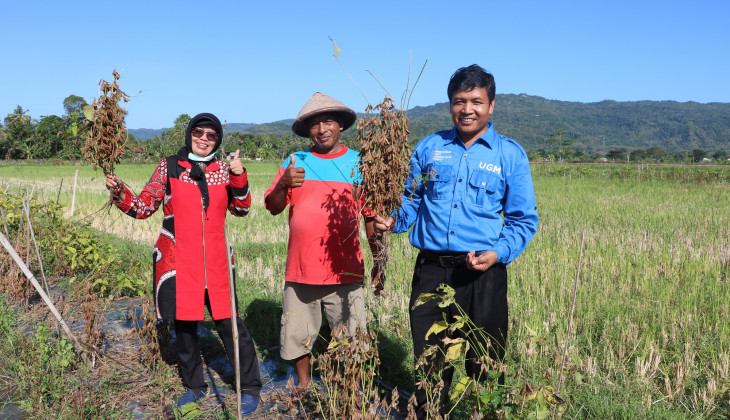 UGM Researchers Breed New Black Soybean Cultivar