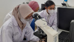 Limbah Kulit Salak Pondoh Potensial Jadi Obat Kanker Lidah     