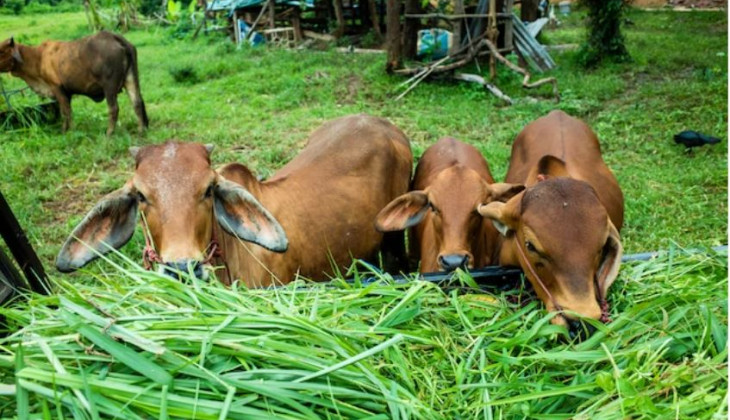 Guru Besar FKH Bicara Penyakit Lato-Lato pada Sapi