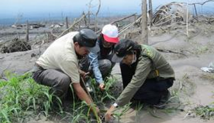 Pakar Pertanian UGM: Kinahrejo Cocok Dikembangkan menjadi Perkebunan Pisang