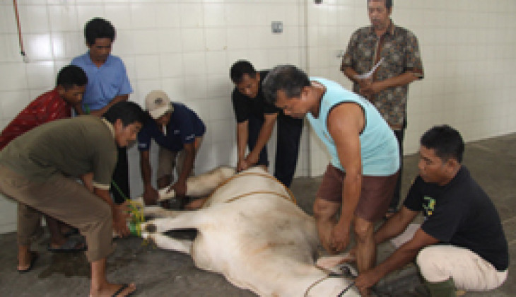 Korpagama Kirim Daging Kurban untuk Korban Merapi