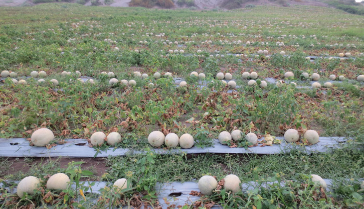 Gumuk Pasir Kebumen Jadi Lahan Budidaya Melon UGM