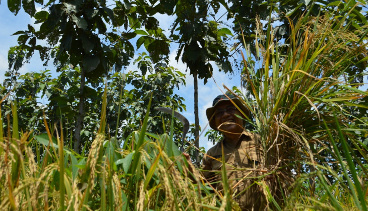 Agroforestri Untungkan Petani Hutan Jati