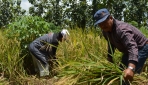 Agroforestri Untungkan Petani Hutan Jati