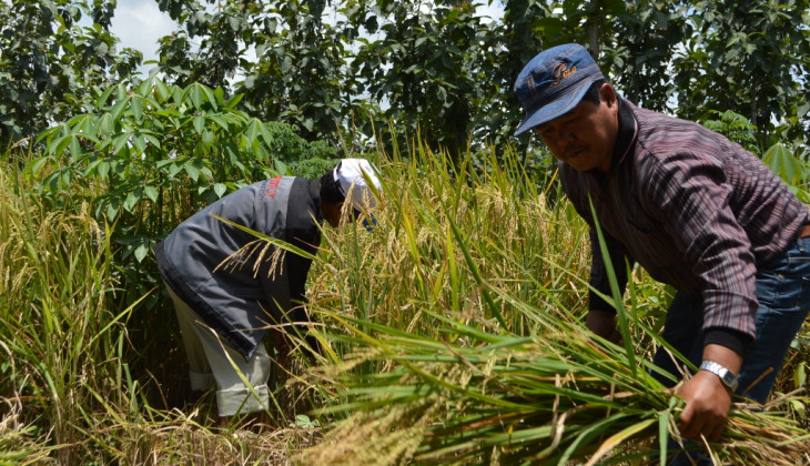 Agroforestri Untungkan Petani Hutan Jati