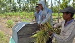 Agroforestri Untungkan Petani Hutan Jati