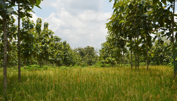 Agroforestri Untungkan Petani Hutan Jati