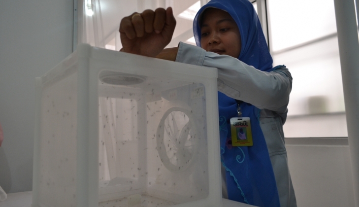Cara Baru Atasi Demam Berdarah, UGM Perluas Pelepasan Nyamuk Ber-Wolbachia