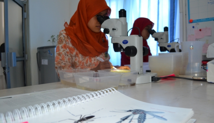 Cara Baru Atasi Demam Berdarah, UGM Perluas Pelepasan Nyamuk Ber-Wolbachia