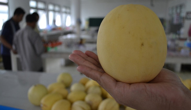Ada Melon Granat dari UGM