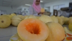 Ada Melon Granat dari UGM