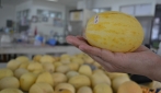 Ada Melon Granat dari UGM
