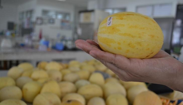Ada Melon Granat dari UGM