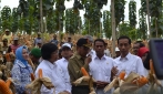 Jokowi Tinjau Sistem Pertanian Terpadu di Areal Hutan Blora