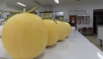 UGM Panen Melon Hikapel
