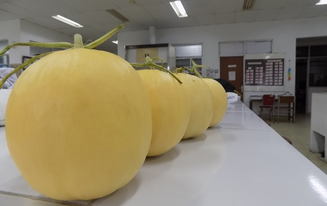 UGM Panen Melon Hikapel