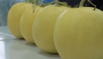 UGM Panen Melon Hikapel