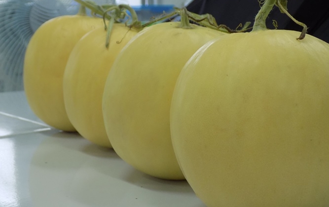 UGM Panen Melon Hikapel