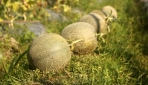 Bebas Ether,  UGM Kembangkan Melon Tacapa