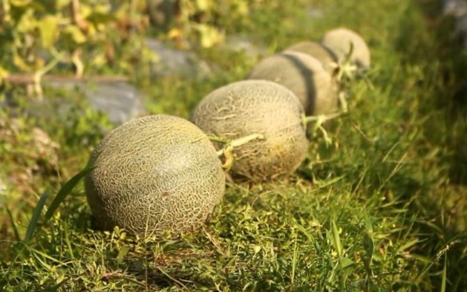 Bebas Ether,  UGM Kembangkan Melon Tacapa