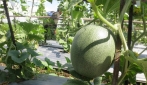 Bebas Ether,  UGM Kembangkan Melon Tacapa