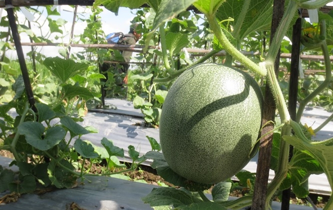 Bebas Ether,  UGM Kembangkan Melon Tacapa