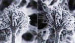 Aspergillus flavus, jamur penghasil aflatoksin (http://biologi.lipi.go.id)