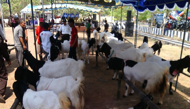71 Kambing PE dan 21 Sapi Putih Ramaikan Kontes Ternak Kulon Progo