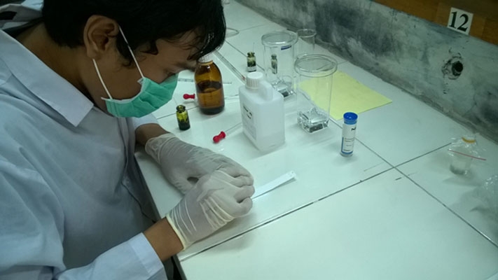 Daun Cincau Hijau Potensial Meningkatkan Sistem Kekebalan Tubuh