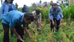 Petani Binaan UGM Mampu Memproduksi Kedelai Tiga Kali Lebih Banyak