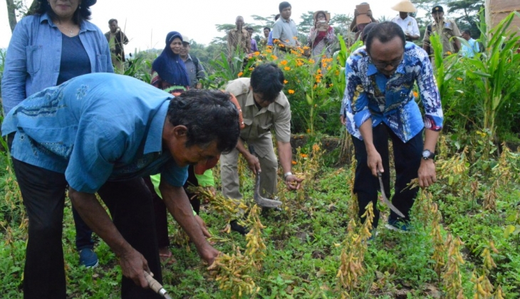 Petani Binaan UGM Mampu Memproduksi Kedelai Tiga Kali Lebih Banyak
