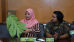 Mahasiswa UGM Olah Daun Sukun Jadi Teh Obat Ginjal
